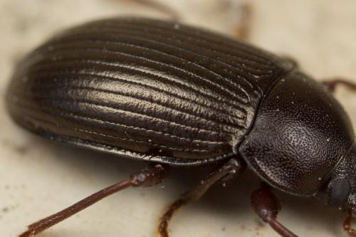 Réf. 249 394 : Nalassus sp.